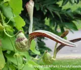 Aristolochia Flowering plants