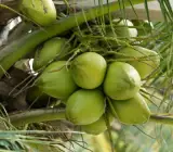Coconut Fruit Plant