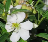 Tibouchina FLOWERING PLANT(WHITE)