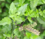 Ram Basil Plant