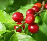 Coffee Fruit plant