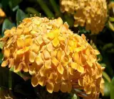 Chinese ixora yellow- Flower Plant
