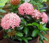 Chinese ixora FLOWER PLANT(PINK)
