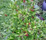 Miracle Fruit Live Plant – Synsepalum Dulcificum Premium Exotic Berry Plant