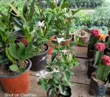 Bhutan Tagar flower plant