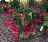 Rubi Red Bougainvillea