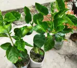 Hybrid Thoka Hibiscus Plant
