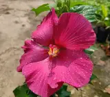 LAND LOTUS FLOWERING PLANT