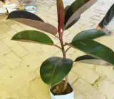 RED BANYAN (RUBBER)LIVE PLANT