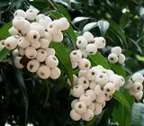 Catseye berry plant