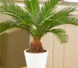Cycus plant