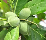 Indian Almond Fruit plant