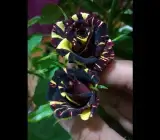 Black Abracadabra Rose Plants