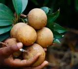 California sapota/ chikoo Fruit plant