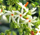 Coral Jasmine flower plant