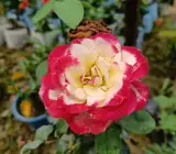 Hybrid Double-delight Rose plant