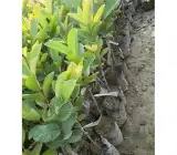 Thai 7 Guava-Fruit Plant