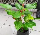 Chiang Mai 60 Mulberry Live Plant – Sweet & Juicy Premium Mulberry Fruit Plant