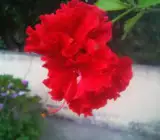 Austrian Hibiscus (RED THOKA)