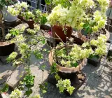 Dania White Bougainvillea