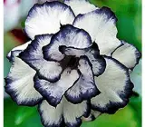 Adenum -Grafting plant ( white and blue)