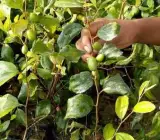 Indian Jujubee Gola (Grafting) Fruit plant