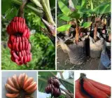 Tissu cultures red banana fruit plant