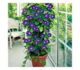 MORNING GLORY FLOWERING PLANT