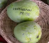 Kensington Pride Grafting mango Plant