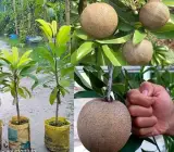 Sapota Cricket Ball ( Grafting ) - Plant