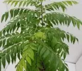 CURRY LEAVES PLANT
