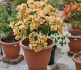 Begum Sikander Bougainvillea