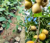 Asian Golden Nashpati Pear Grafted Fruit Plant – Premium Sweet Pear Live Plant