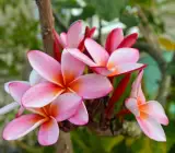 Plumeria(Pink) Flowers Plant