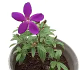 Tibouchina FLOWERING PLANT