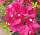 Partha Sarothi Veriket Bougainvellia