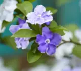 YESTERDAY TODAY TOMORROW FLOWERING PLANT
