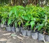 Brunei King Mango PLANT(3-4KG)