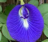 Asian pigeonwings Plant (Aparajita)BLUE