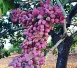 Dwarf Red Pistachio Hybrid Grafted Fruit Plant – Premium Pista Nut Live Plant