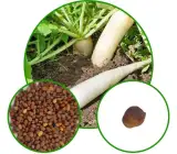 Radish Spring Glory seeds