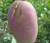Katimon Mango -GRAFTING plants
