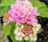Lantana Flowers plant -( Pink)