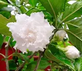 TAGAR DUBBLE PETAL FLOWERING PLANT
