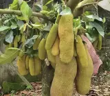All time Jackfruit Plant _ Grafted and Hybrid Plants