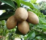 THAI CHIKU (SAPHOTA)GRAFTING FRUIT PLANT