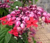 Bleeding Heart Vine Red Plant