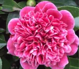 CAMELLIA FLOWERING PLANT(THOKA)