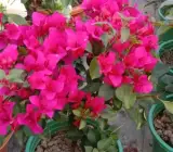 Egg Bougain Bougainvillea