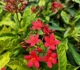 JATROPHA FLOWERING PLANT